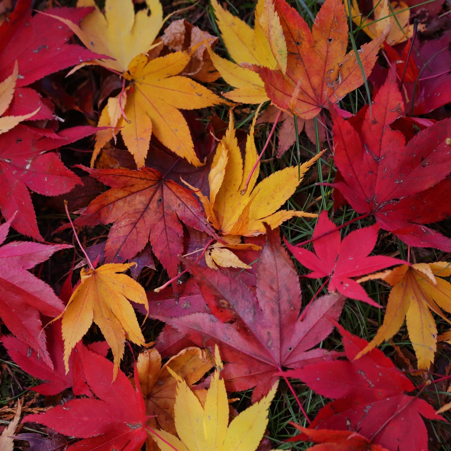Autumn